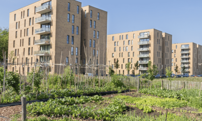 Urban Farms project run by the Services for the Underserved