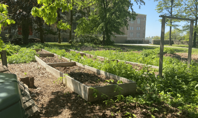 Garden at Dewitt Clinton High School in the Bronx